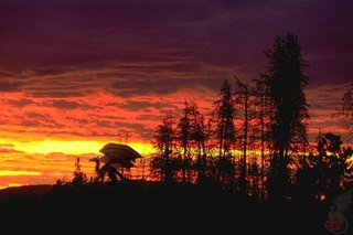 ������ ������